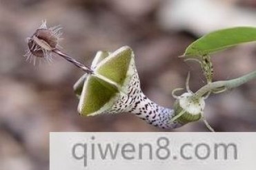 世界上最奇妙的植物之一-降落伞花