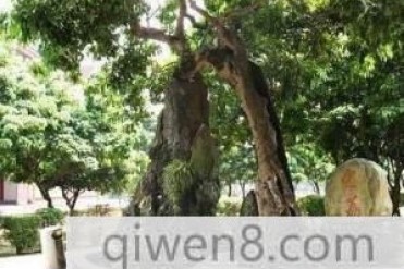 中国历史最悠久的荔枝树