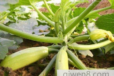 植物花粉的世界之最