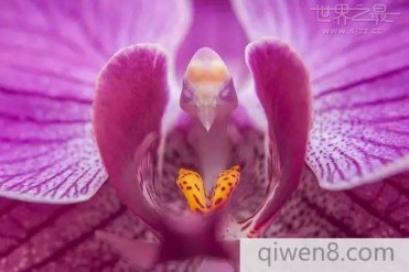 世界上最让人脸红的花,裸男花(花似裸体男人)