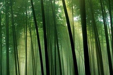 世界上最高的竹子