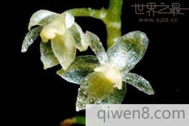 世界上最小的兰花