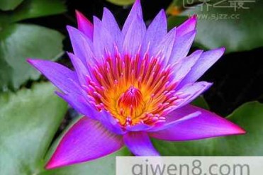 世界上最贵的花,世界上最贵的花是什么