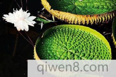 世界最出名的莲中之花-王莲
