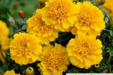 世界上最贵的菊花