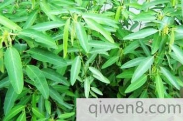 世界上最奇异的草之一-跳舞草