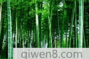 世界长得最快的植物