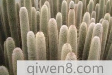 世界上最神奇的仙人掌-吹雪柱
