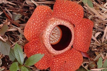 世界上最大的花朵