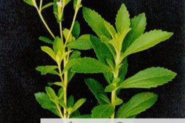 世界上叶子最甜的草本植物