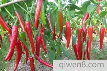 世界上含维生素最多的蔬菜居然是辣椒