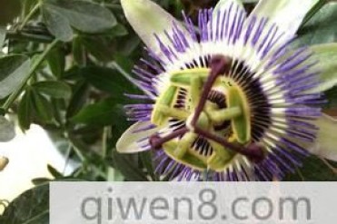 世界最阴险的植物之一-日轮花