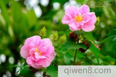 颜色变化最多的花