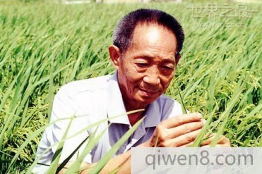 世界水稻最高产量