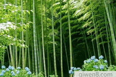 世界上生长速度最快的植物