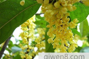 世界上最贵的桂花