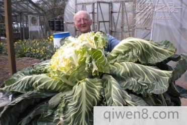 世界上最重的花椰菜