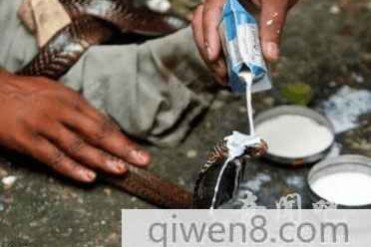 奇风异俗:印度“蛇节”,用牛奶给蛇沐浴