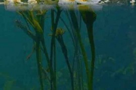 ”水性杨花“竟是一种花？还是国家保护植物？