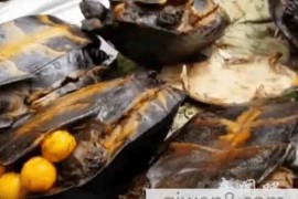 越南路边摊的小吃：烤乌龟，肚子里的蛋蛋都出来了