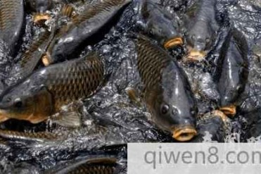 中国境内有一处湖泊 鱼类数量庞大够中国人吃10年...