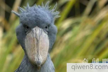 世界上最丑的动物:看到第四名差点笑喷饭,它靠...