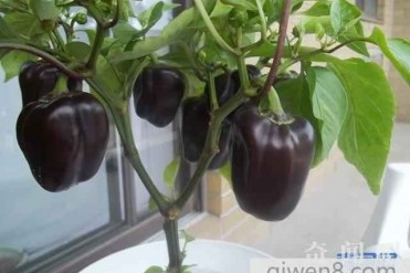 世界上最辣的辣椒都有哪些?第一名吃一口直接辣...