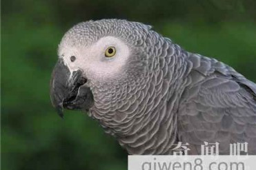 世界上最聪明的鹦鹉:会说英文 会管用