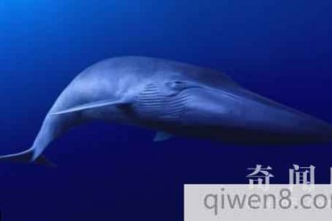 叹!世界上最孤独的鲸鱼:52赫兹孤独歌唱20年