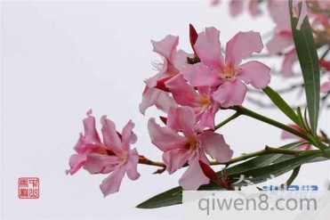 世界上最毒的花是什么?最毒的草是什么草?