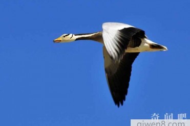 世界上飞得最高的鸟类:大雁 飞越世界第一顶峰