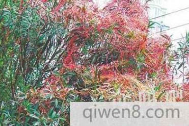 世界上最奇怪的树:阿富汗的吸血树