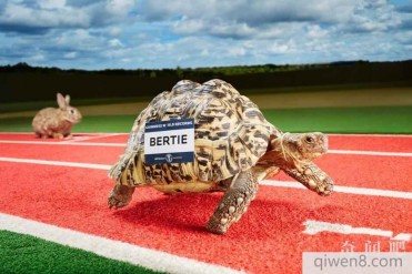 世界上最快的乌龟:闪电龟 每秒爬行0.28米