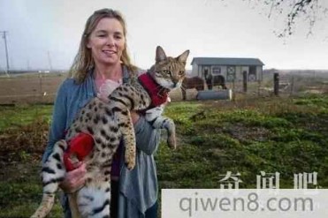 世界上最高的猫 非洲野猫与家猫的杂交 高达48公分