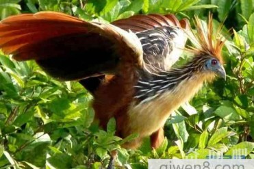 世界十大最臭的动物 被臭液击中甚至会短时间失明