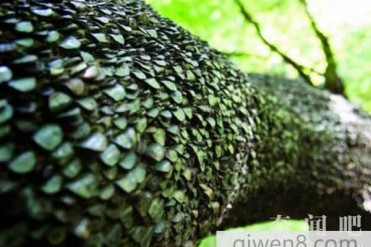 世界上最有钱的树:英国树上长钱