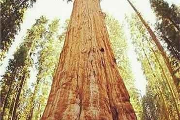 世界上最大的树有多大?雪曼将军树是世界上最高的...