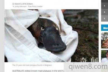 澳男子发现世界最老鸭嘴兽 21岁高龄