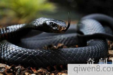 世界上最毒的十种动物 史上10大最毒生物,千万别碰