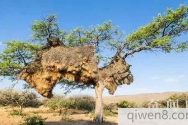 世界最大鸟巢压坏大树