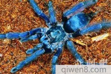 世界上最大的蜘蛛都又哪些?巨形捕鸟蛛长30cm成年...