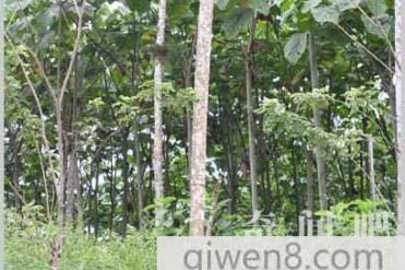 世界上最轻的树木:轻木 每立方米只有114公斤