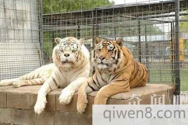 世界上最丑萌白虎 人工近亲繁殖