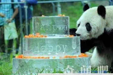 世界最长寿熊猫去世 未能活到2017年