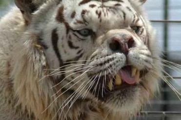 世界上最丑的老虎 人工近亲繁殖斗鸡眼