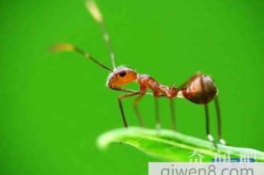 颠覆你的想像!世界上最聪明的15种动物