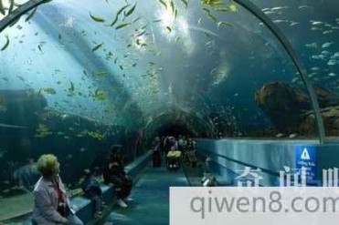 世界最大的水族馆-乔治亚水族馆
