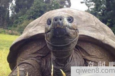 世界上最长寿的乌龟:184岁的乌龟乔纳森