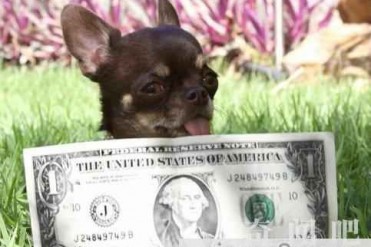 世界上最小的6岁吉娃娃创吉尼斯世界纪录,为研究...