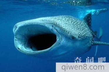 世界上最大的鱼是什么鱼?世界上最大的鱼图片(...